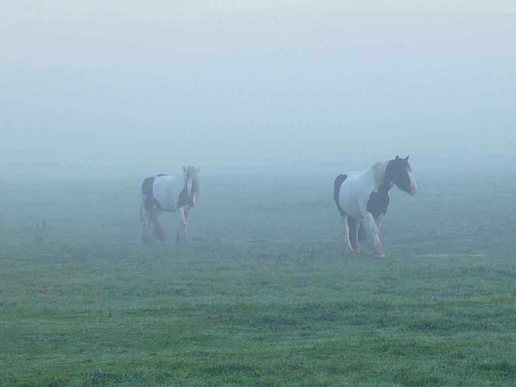 Frühmorgens im Nebel