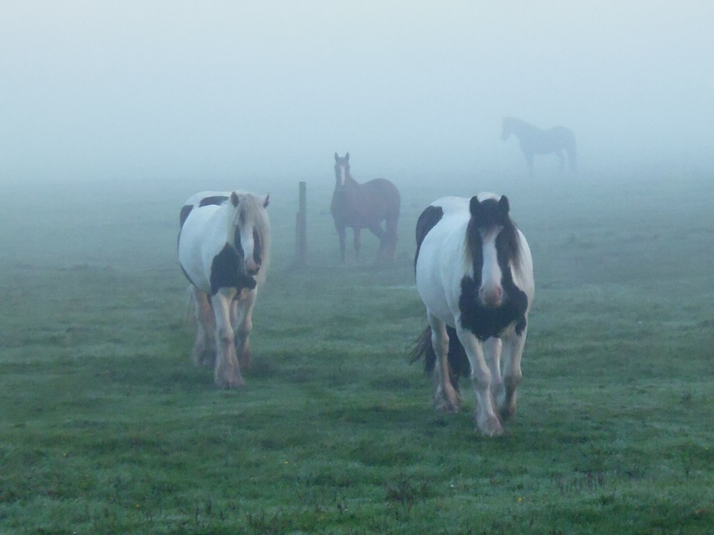 Frühmorgens im Nebel