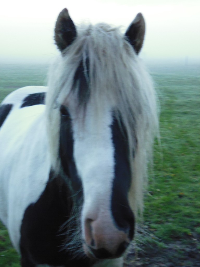 Frühmorgens im Nebel